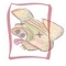 timbre de cochon